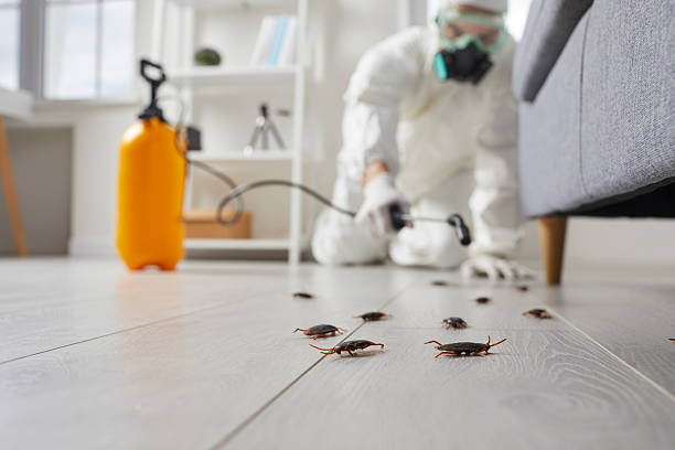 Commercial Kitchen Cockroach Control in McDonald
